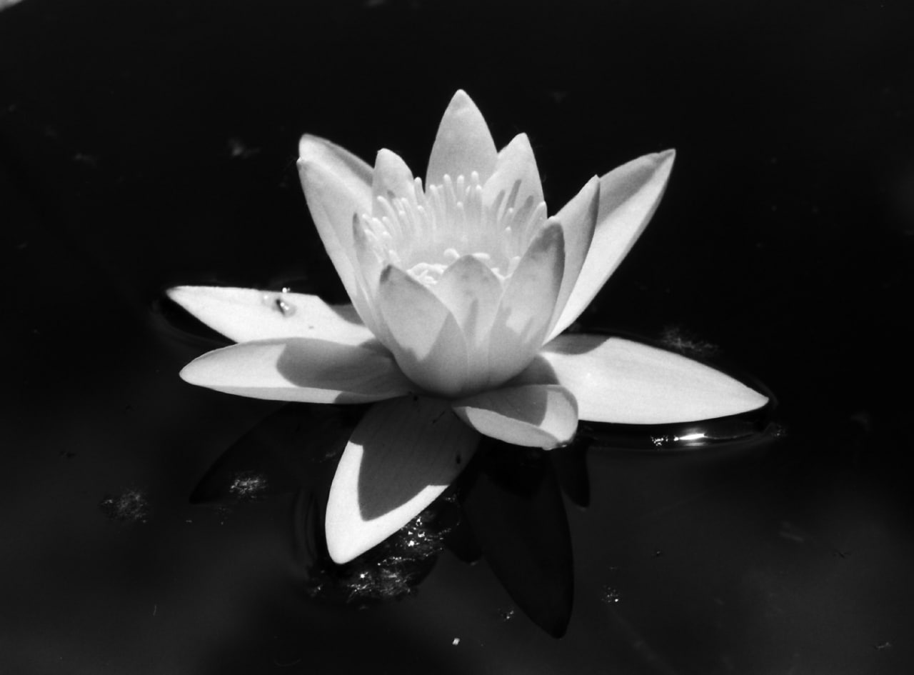 id 73905547