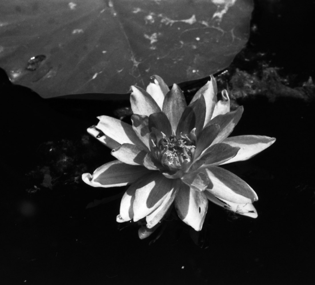 id 18812894