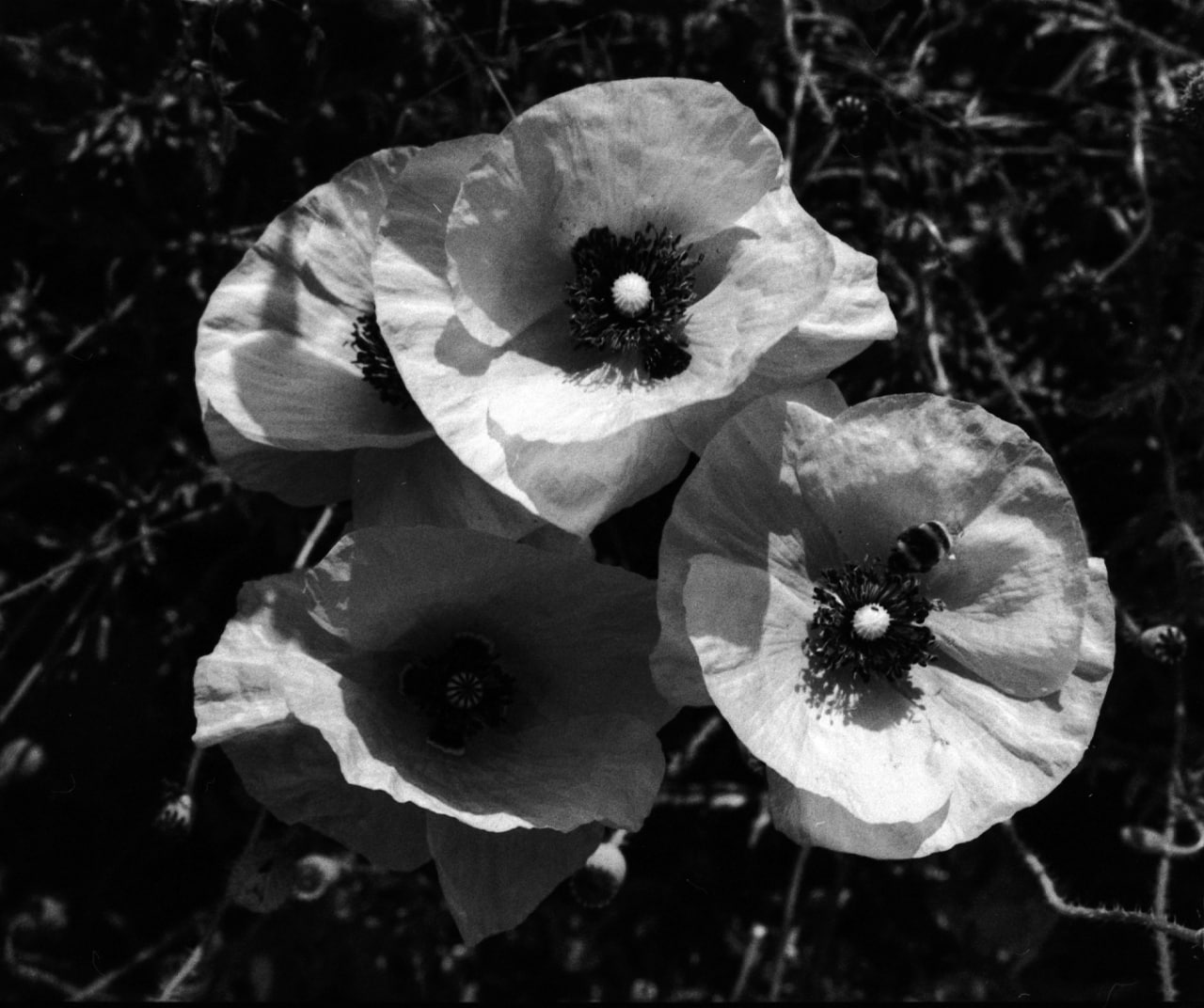 id 24059190